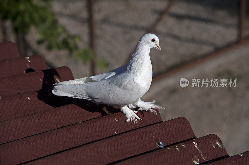 屋顶上的鸽子