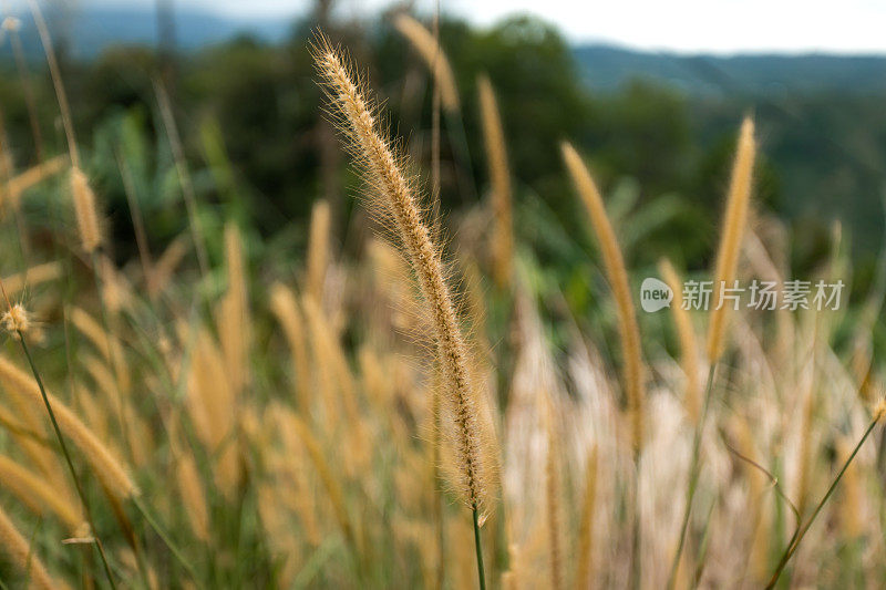 野草的特写