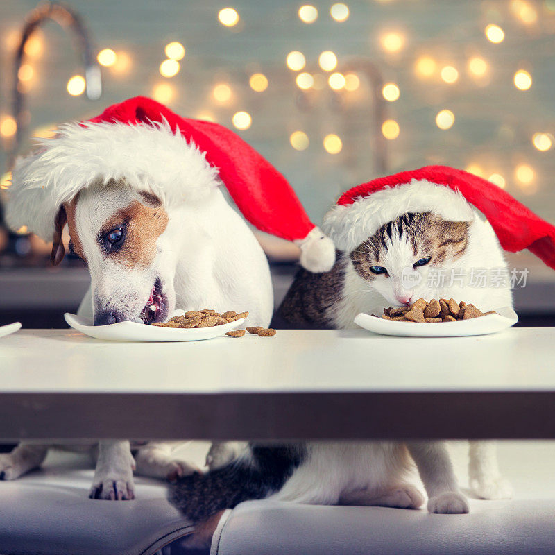 狗和猫戴着圣诞帽吃食物