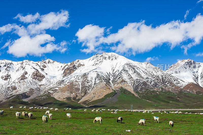 在青海高原上，雪山下，白羊正在悠闲地放牧，放牧，牲畜，雪山，草原