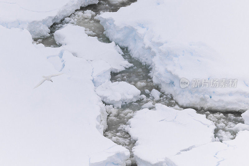 雪海燕(雪海燕)在南极海冰上空飞行。