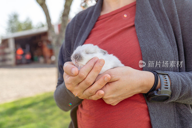 小兔子睡在女人的手里