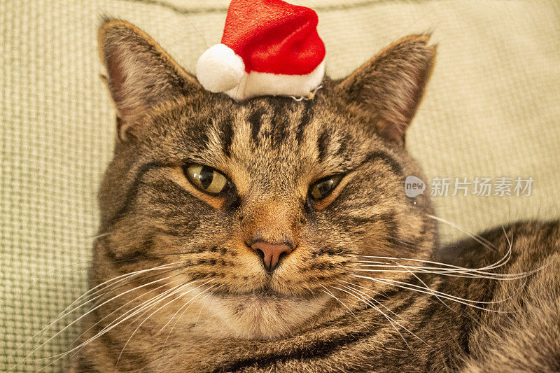 戴圣诞帽的猫