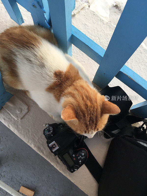 躺在摄像机旁的流浪猫