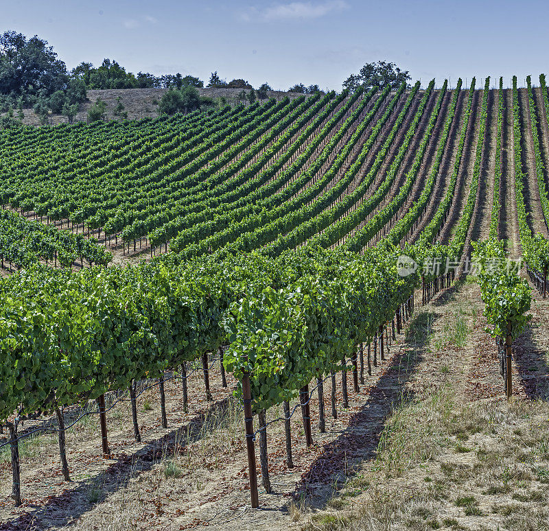 春天在葡萄园里，一排排的葡萄藤显示出新的生长。加州的索诺玛县。葡萄,葡萄科。