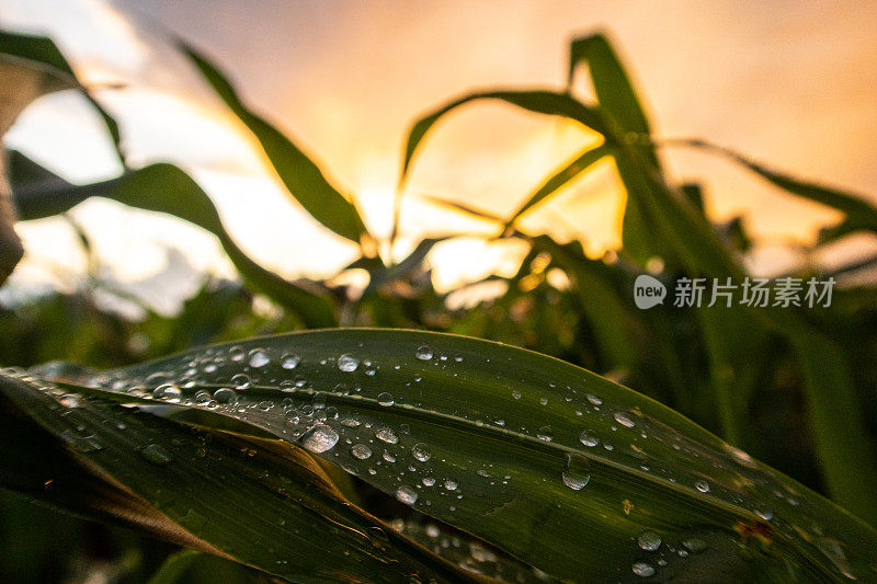 玉米地上的雨滴