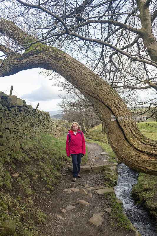 在英国兰开夏郡克里西罗附近的潘德尔山徒步路线上，一名孤独的女性徒步旅行者在一棵树下走向镜头。