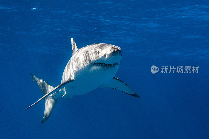 年幼的大白鲨是顶级捕食者，在明亮的阳光下游在水面下