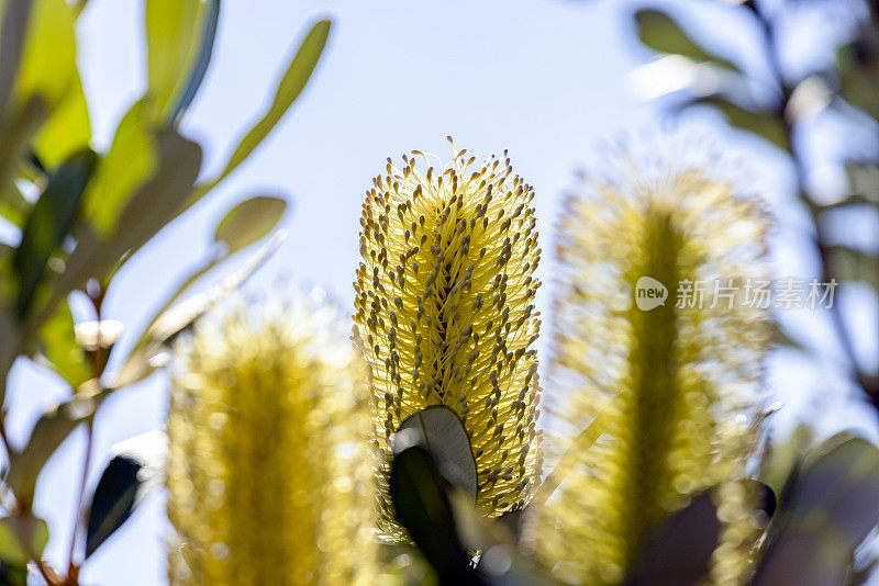 特写灌木中的班克斯亚花，美丽的自然背景与复制空间