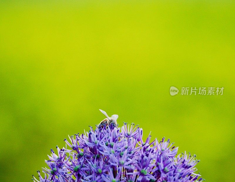 葱属植物的蜜蜂