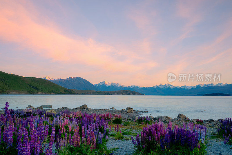 黎明时分Tekapo湖的Lupins