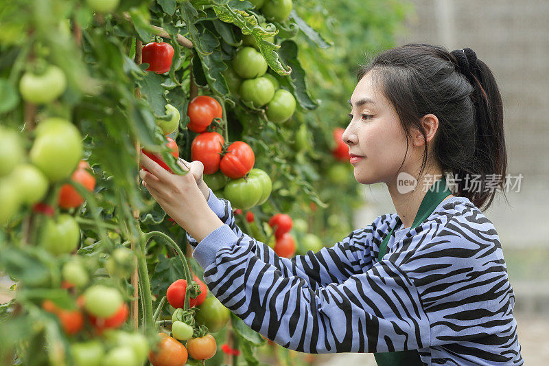 亚洲妇女采摘西红柿