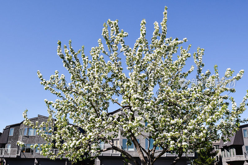 春天鲜花背景-安克雷奇，阿拉斯加