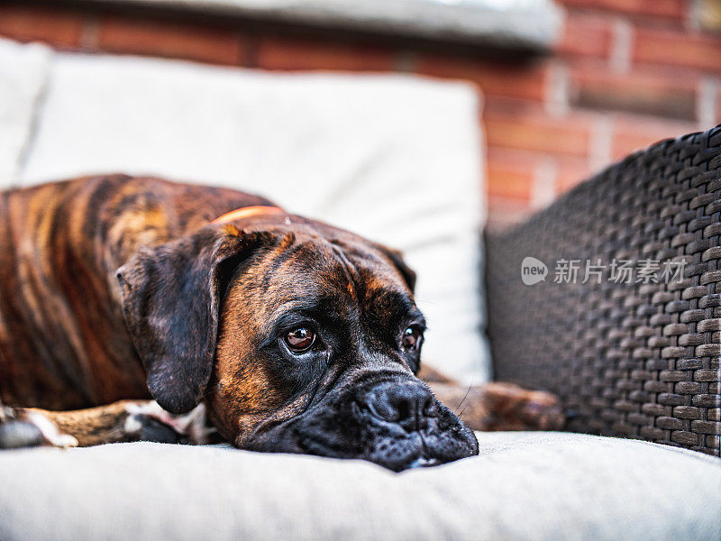 拳师犬在花园平台上摆姿势