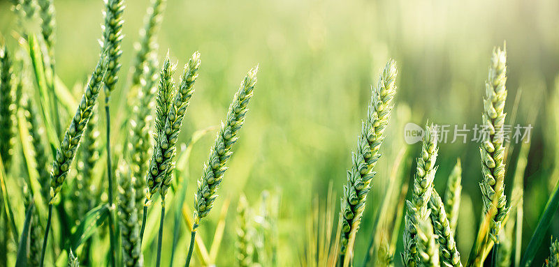 春夏田间青绿小麦新鲜幼穗的宏观特写。