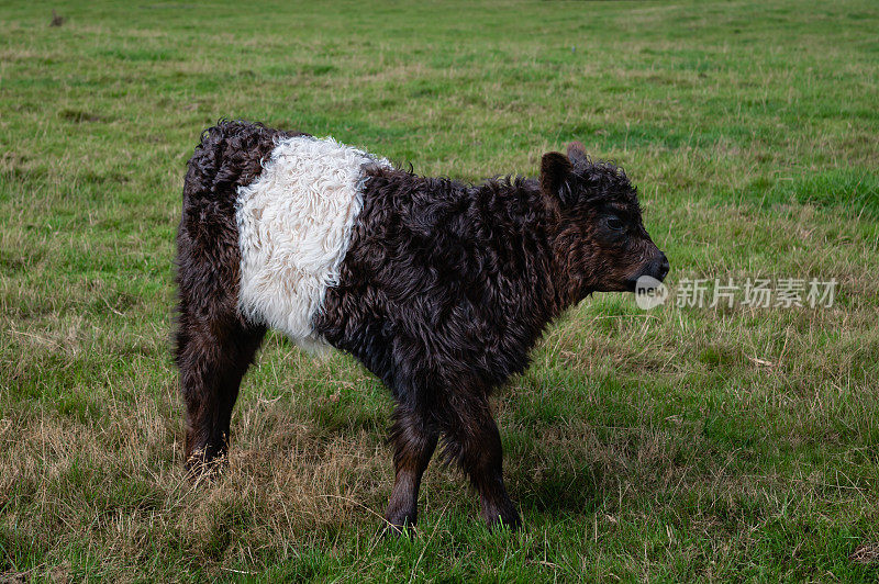 一头被皮带捆住的加洛韦小牛站在田野里