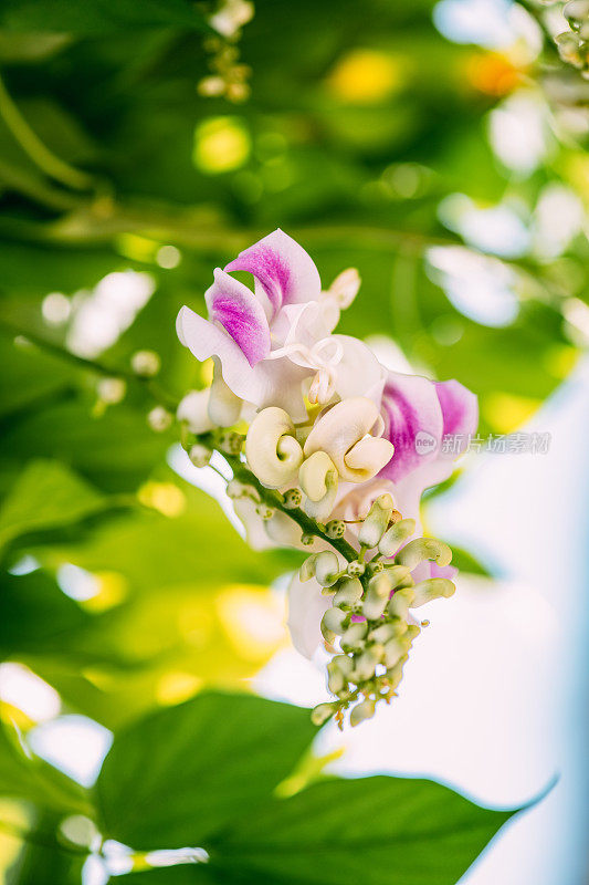 美丽芬芳的凤尾藤&蜗牛花&螺旋藤