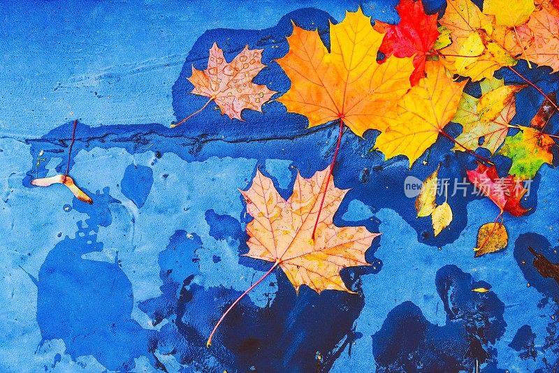 黄色、橙色、红色、棕色的秋天树叶上蓝色的水泥路水坑。落干的金色枫叶在潮湿的地面明亮的天秋天景色颜色变化俯视图近平铺。水雨滴宏观