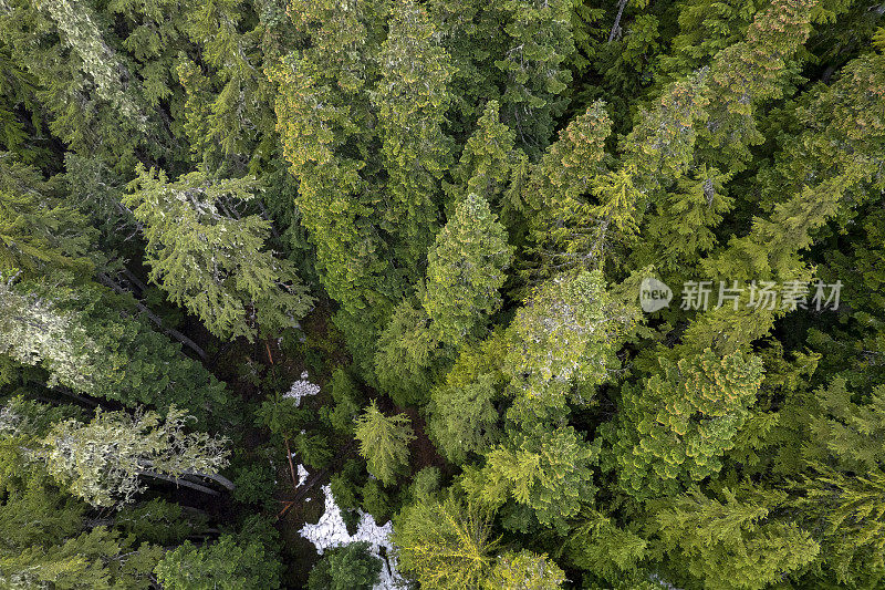 沿海森林的鸟瞰图