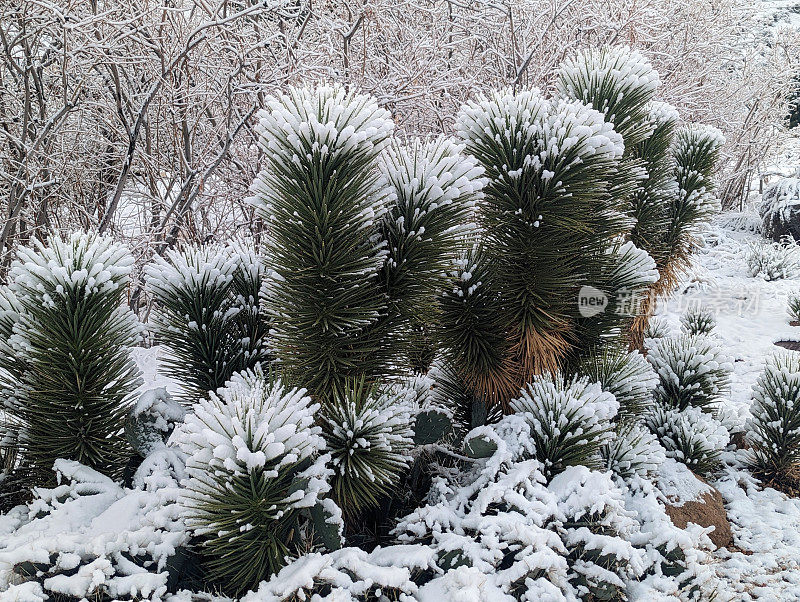 新雪在洛克维尔沿着桥路在果园和牧场与南梅萨为背景