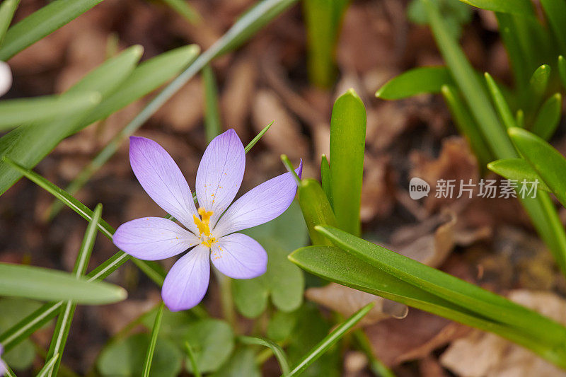 我花园里漂亮的番红花。番红花flavus。