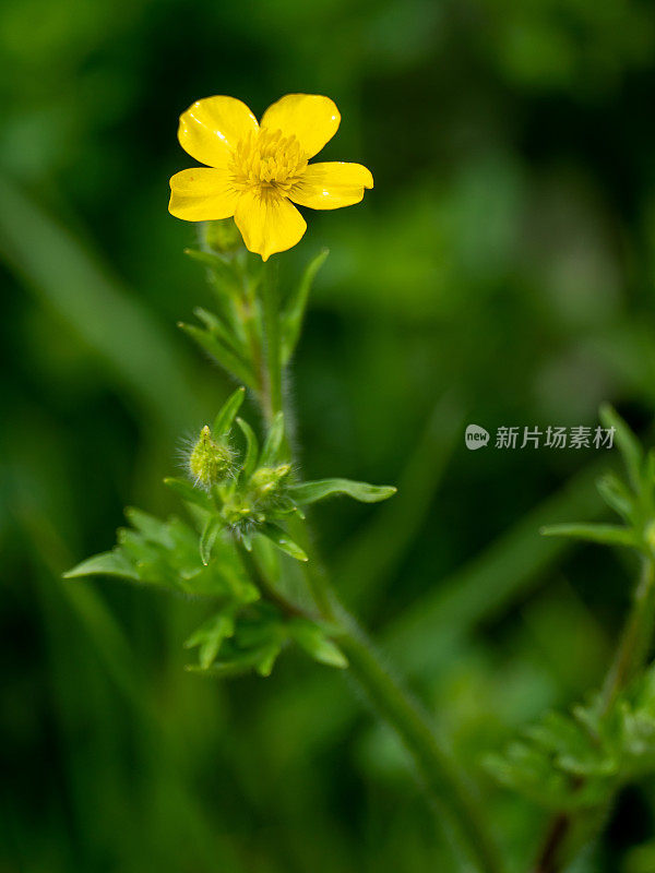 花园中的草甸毛茛花