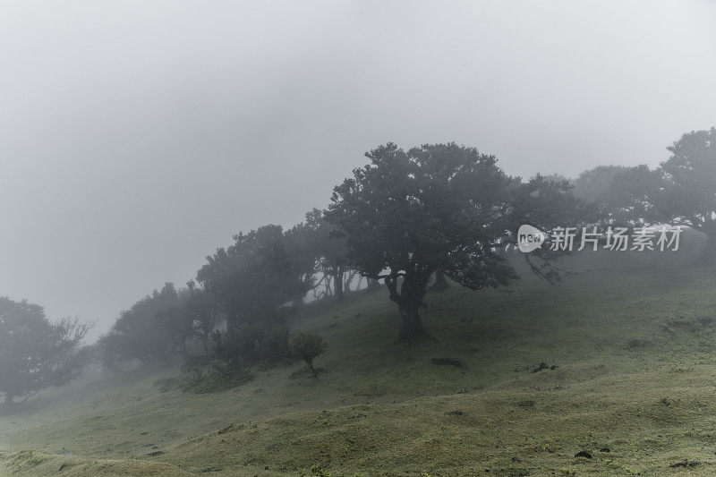 凡纳尔森林-马德拉岛的月桂树森林