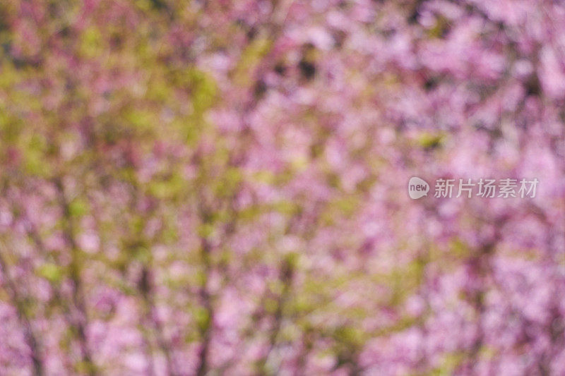 粉红色的樱花与蓝色的天空散景背景。离焦和模糊镜头效果。