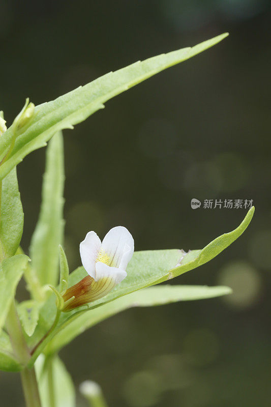 青葛拉(青葛拉)