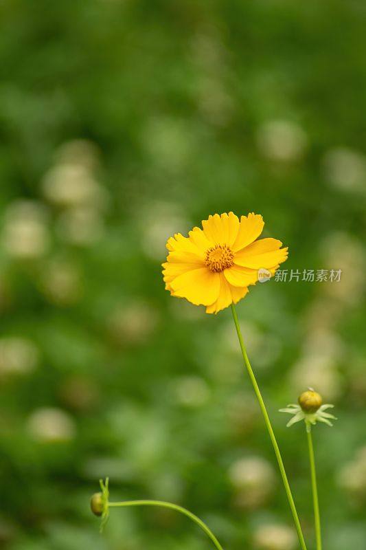 四川青龙湖公园一株黄色金菊花的垂直选择焦点