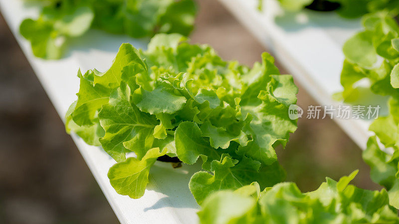 水培蔬菜农场里的绿橡树