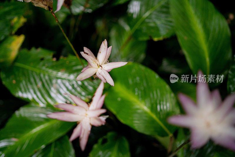 郁郁葱葱的绿色植物在热带丛林森林马来西亚槟城岛