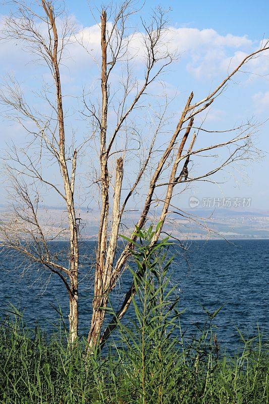 以色列Kineret湖岸边的树，前景上有绿色的草，背景上有小山