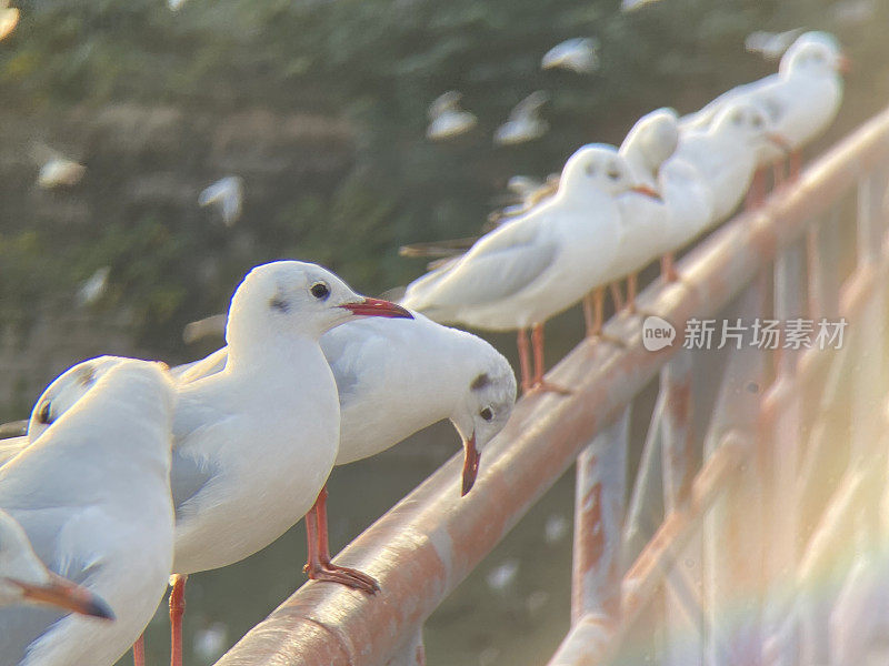 河桥栏杆上的海鸥