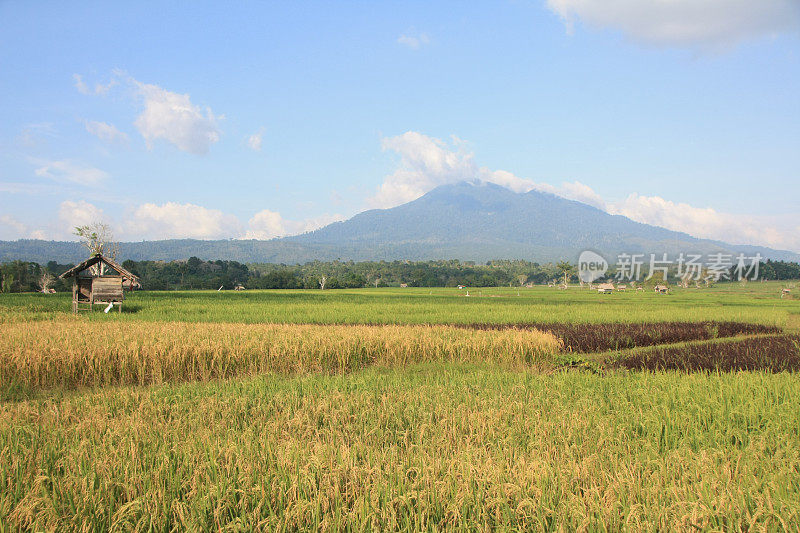 田野和日出