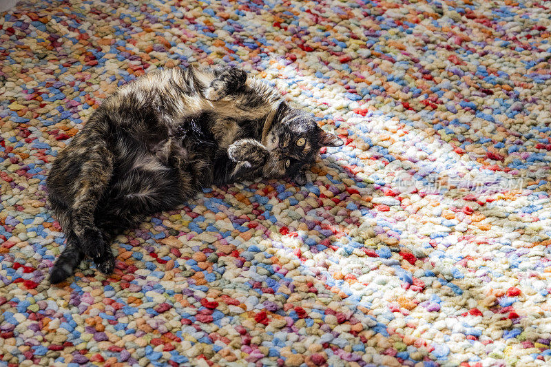一只快乐的玳瑁猫在地毯上打滚