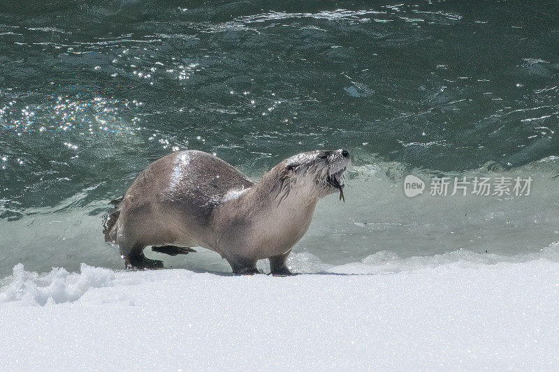 河水獭捕鱼，现在在冰雪覆盖的河岸在黄石生态系统