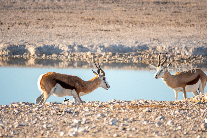 纳米比亚库内地区埃托沙国家公园的Newbrownii水坑里的跳羚