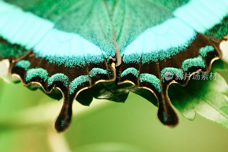 热带蝴蝶翠绿色燕尾蝴蝶