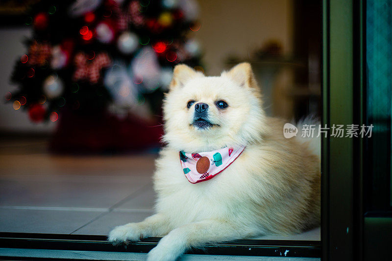 小型德国斯皮兹犬。圣诞节。