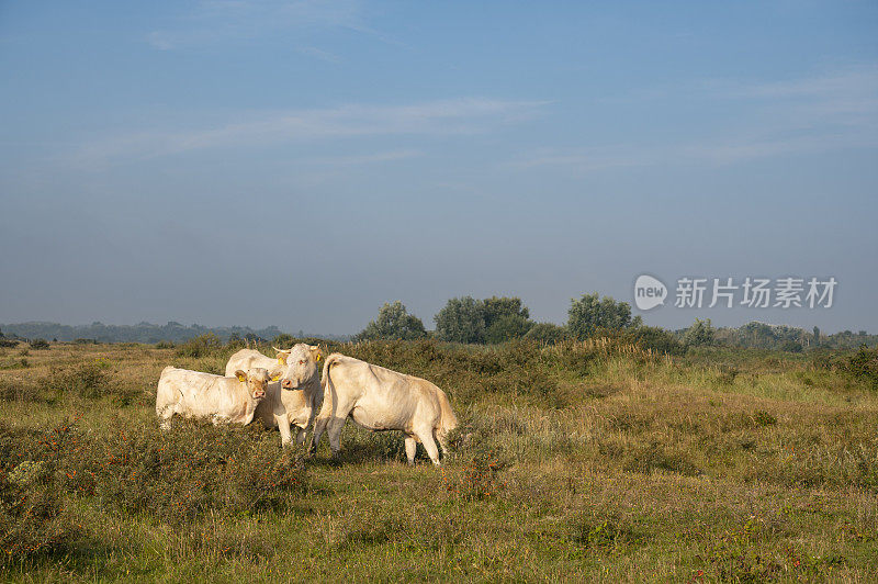 在一个阳光明媚的夏日早晨，奶牛在沙丘上吃草