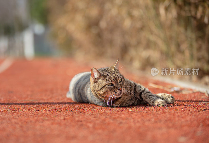 迷路的虎斑猫躺在地上。