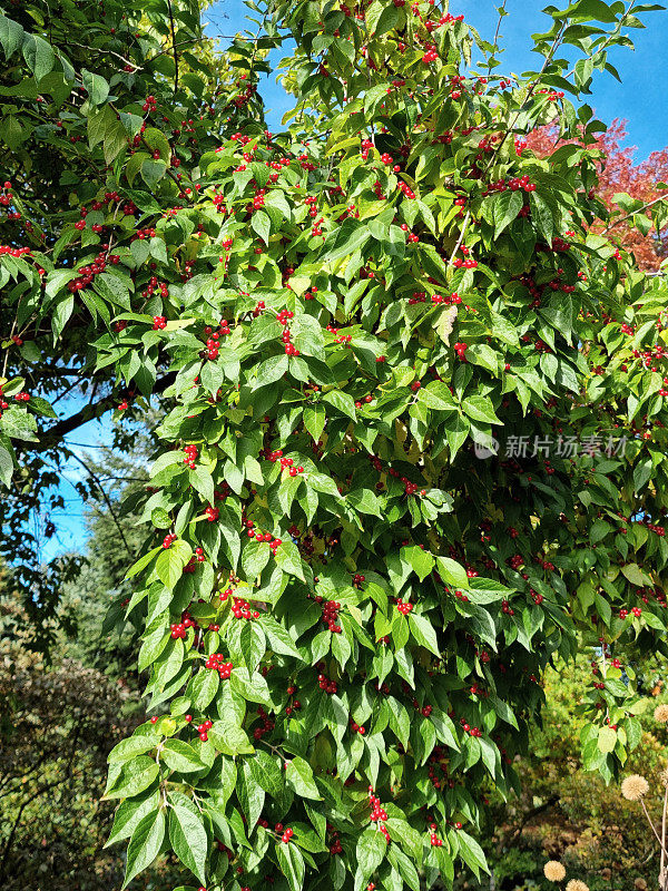 十月长有红色浆果的忍冬(Schirm-Heckenkirsche)枝条