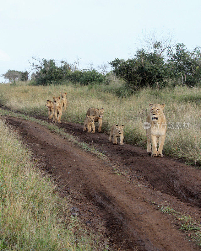 南非狮群