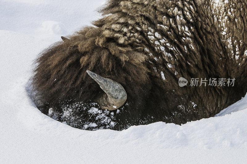 美国野牛在黄石国家公园的雪地里试图在雪下寻找食物。用头把雪移走。