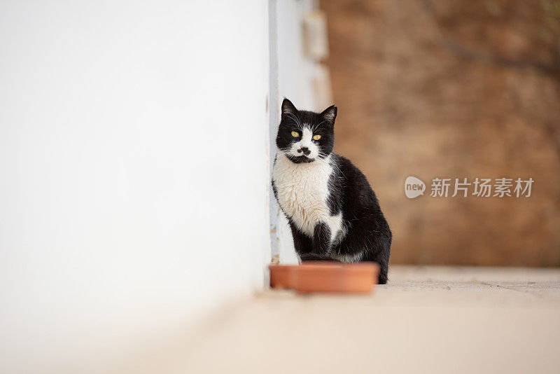 黑白相间的流浪猫。