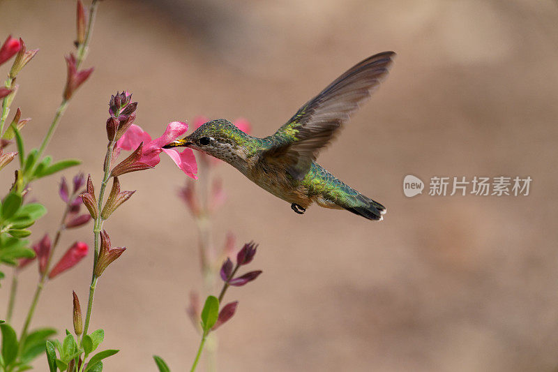 雌性黑下巴蜂鸟