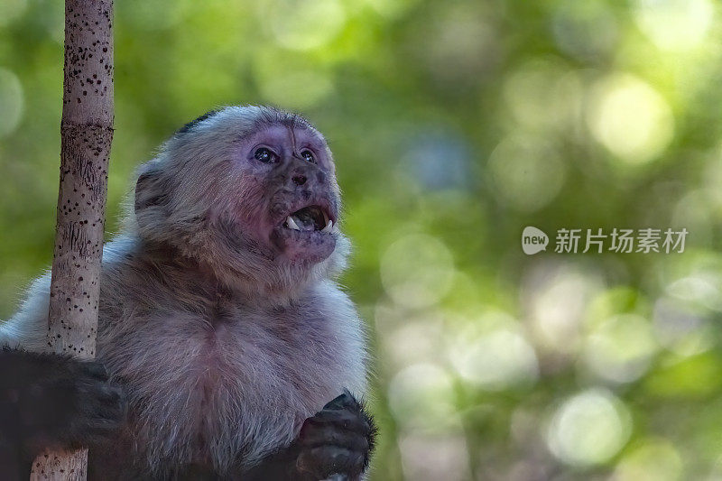 白面卷尾猴在树上