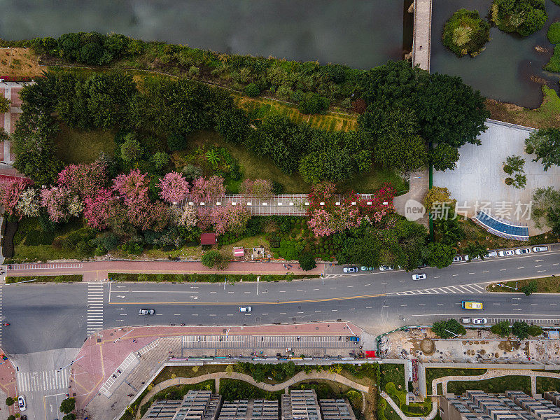 两旁种满花草树木的城市道路