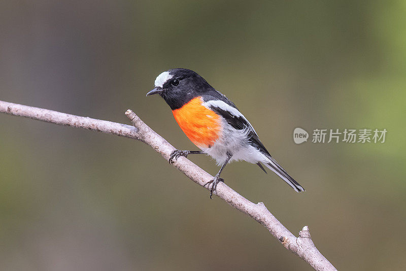 东方红知更鸟